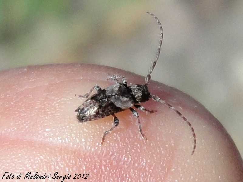 Pogonocherus hispidus